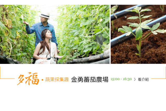 金勇蕃茄農場-輪椅族和爺爺奶奶也可以輕鬆地親手採集蔬果。